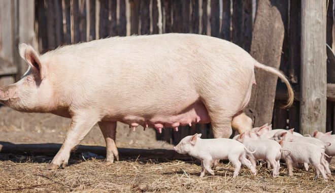 Rămânem fără carne de porc de Crăciun? „Înainte, câţi făta scroafa, atâţia creşteam” - fond-1636397095.jpg