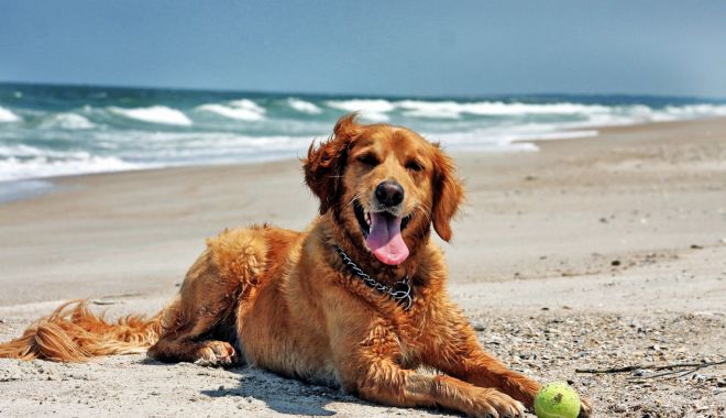 Vreți să mergeți cu câinii pe plajă? Mare atenție, amenzile pot ajunge până la 10.000 de lei! - fond-1645212105.jpg