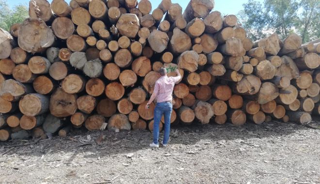 Foto - Mafia pădurilor are ramificații la Constanța. Evaziune fiscală și spălare de bani prin depozitele de lemne