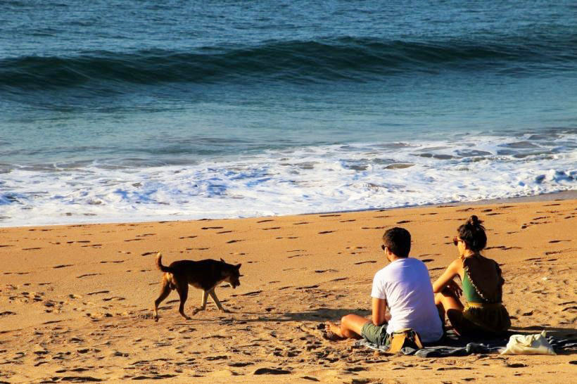 În ce condiții avem acces cu animalele de companie pe plajă? Ce spune actuala legislație - fond-animale-pe-plaja-1712684992.jpeg