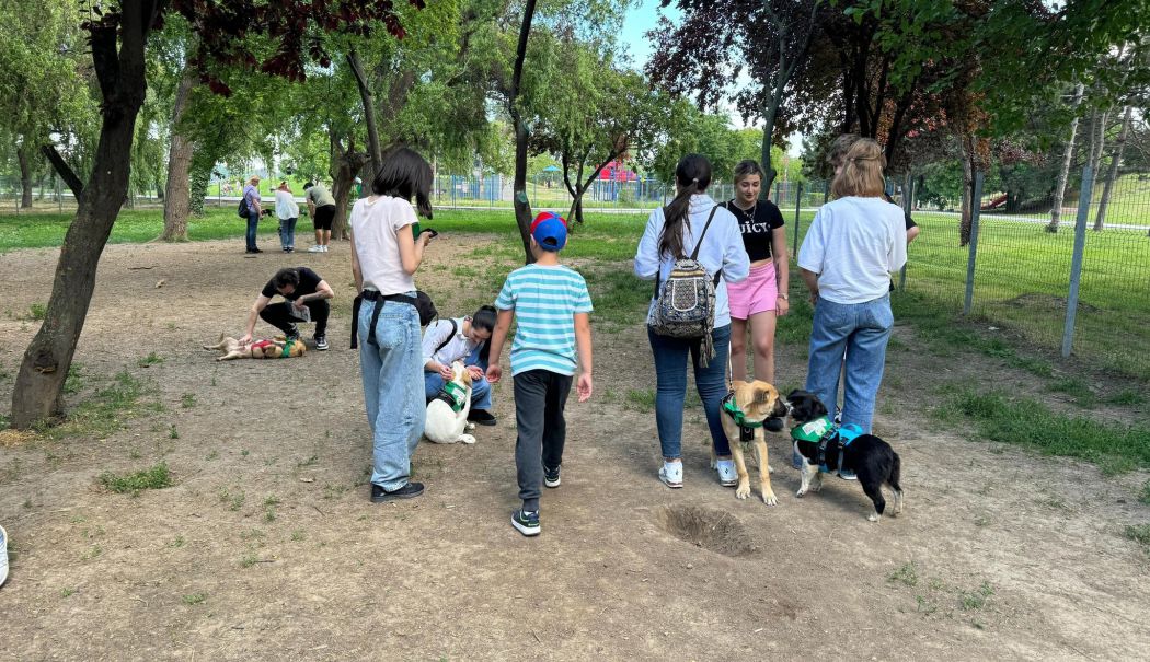 Problema câinilor maidanezi în Constanța. O dilemă între siguranță și iubire pentru animale - fond-caini-1718305575.jpg