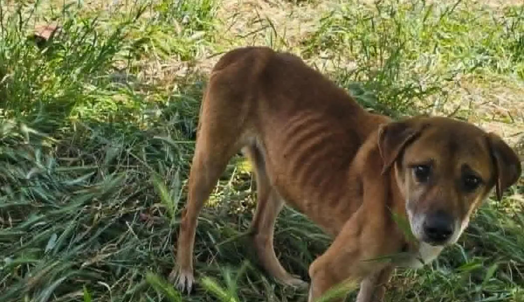 Foto - Descoperire șocantă! Cadavre de câini și animale subnutrite ținute în adăpostul groazei din Bărăganu