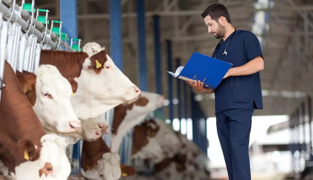 Criză în medicina veterinară rurală! Animalele rămân fără tratament
