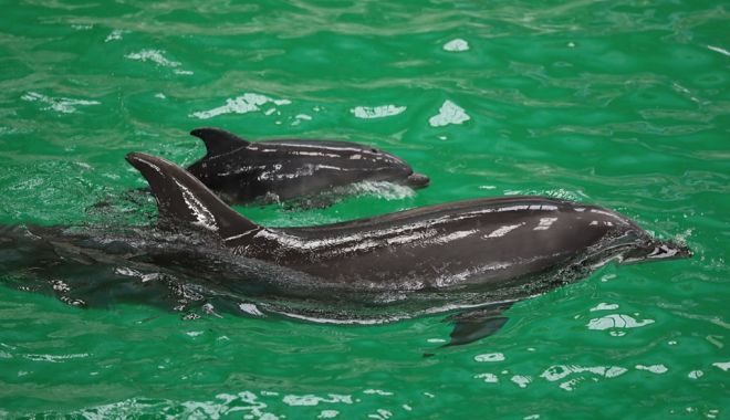 Eveniment unic la Constanţa. S-a născut primul delfin viu din România - fond-delfin-1-1710355693.jpg