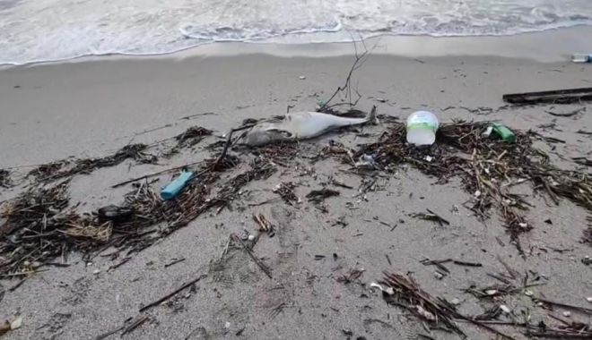 Pui de delfin, eșuat la mal, lângă deșeuri abandonate de nepăsători. Biologii marini fac cercetări - fond-delfin-esuat-1-1709579412.jpg
