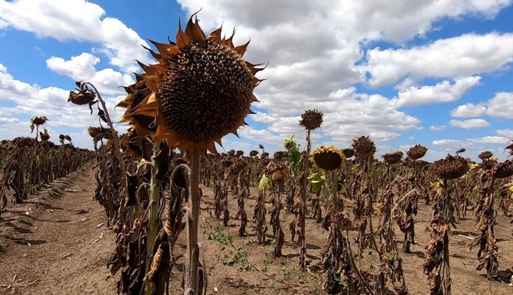 Deșertificarea Dobrogei, o realitate sumbră tot mai prezentă. Producția de floarea-soarelui și porumb, afectată de secetă - fond-desertificarea-dobrogeirtf-1721234693.jpg
