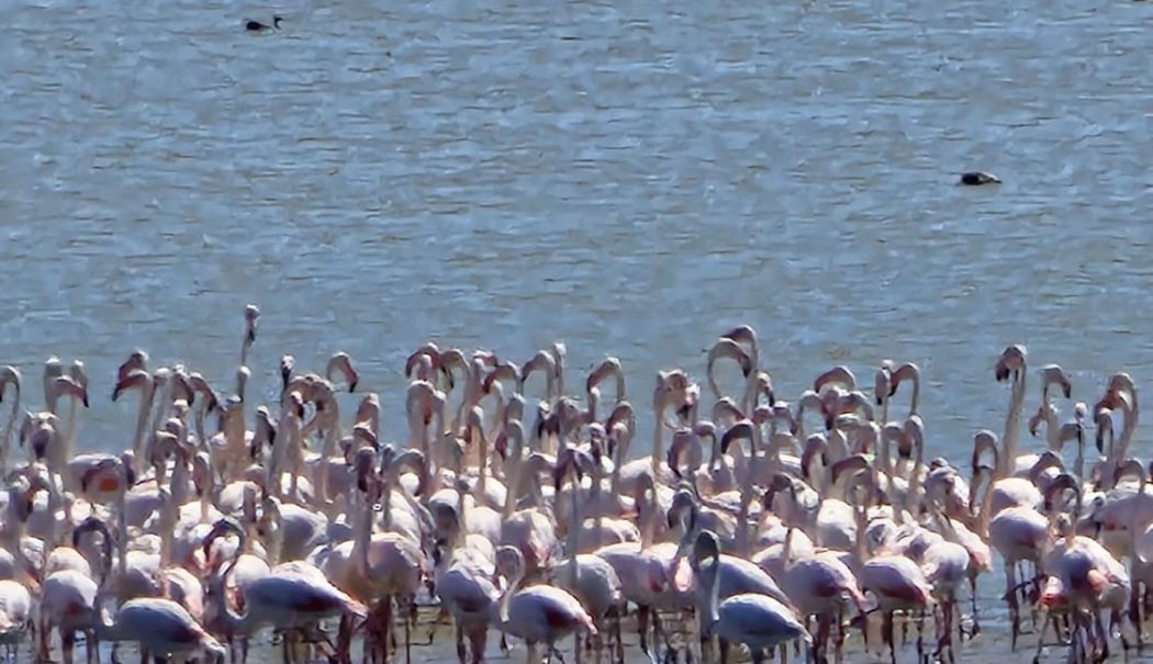 Tablou viu pe Lacul Nuntași! Cea mai mare colonie de flamingo observată vreodată în zonă - fond-flamingo-1758127237.jpg