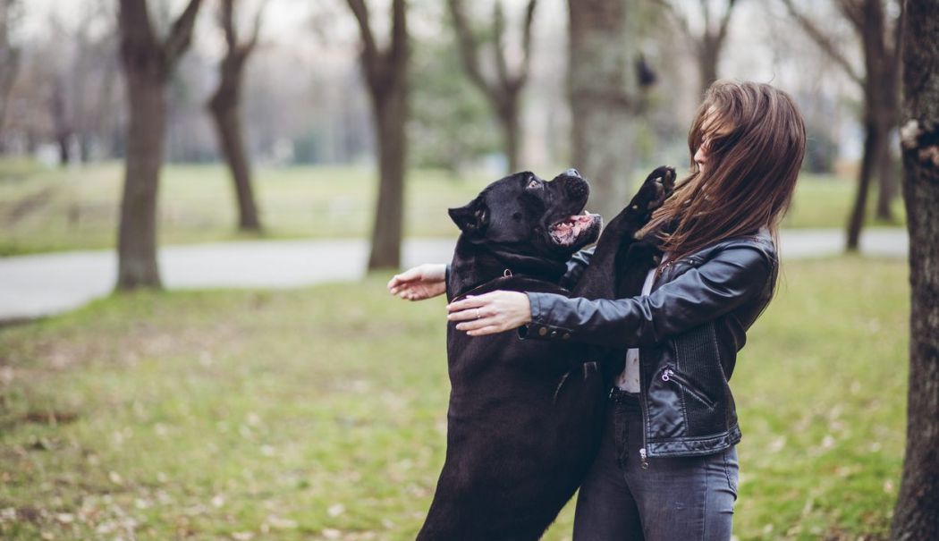 Peste o mie de constănţeni muşcaţi de animale. "Un vecin mi-a sărit în ajutor şi m-a salvat de colții animalului"