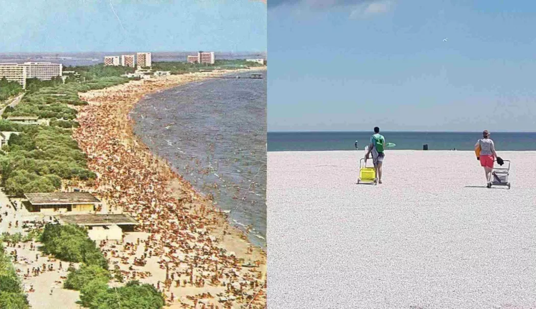 Foto - Perdele forestiere pe plajele din Mamaia și Năvodari. Proiect pilot pentru umbră naturală pe litoral