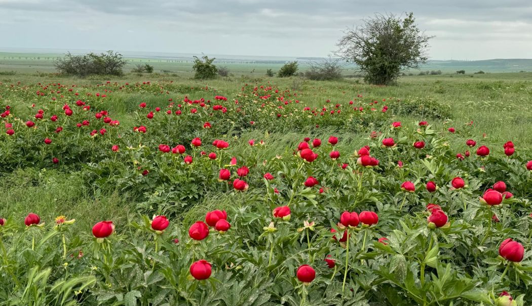 Dobrogea, tărâmul bujorilor! Nu ratați rezervațiile spectaculoase de flori! - fond-ziua-bujorului-1747328284.jpeg