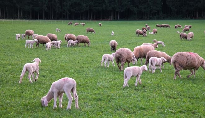 Mieii vor fi mai scumpi anul acesta. Crescătorii spun că de vină ar fi preţul furajelor - fond1-1617980382.jpg