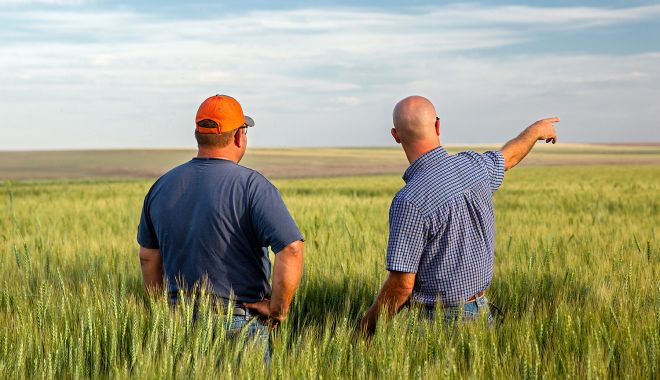 Fermierii dobrogeni şi-au văzut iar câmpurile înverzite. Se aşteaptă o recoltă bogată - fond2-1620669085.jpg