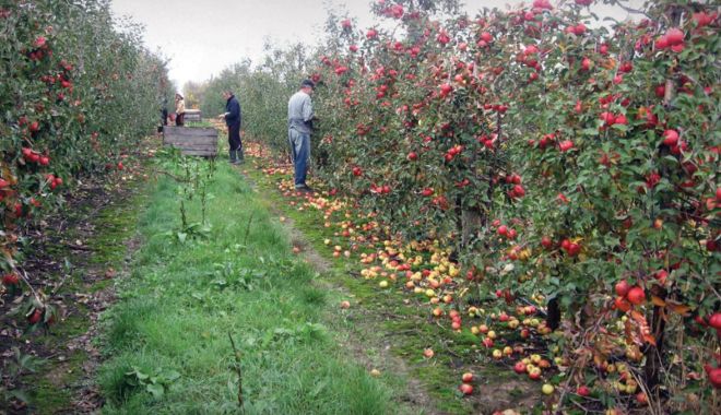 Ministerul Agriculturii acordă ajutoare excepționale producătorilor agricoli din sectorul vegetal - fondajutoare-1661269174.jpg