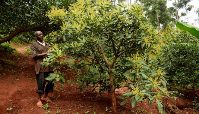 Justițiarii din Kenya se luptă să apere culturile de avocado - fondavocado-1642432324.jpg