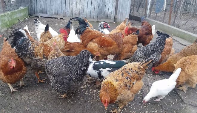 Crescătorii de animale pot depune cereri pentru Măsura 14. Ce acte sunt necesare - fondbunastareaanimalelor-1612807978.jpg