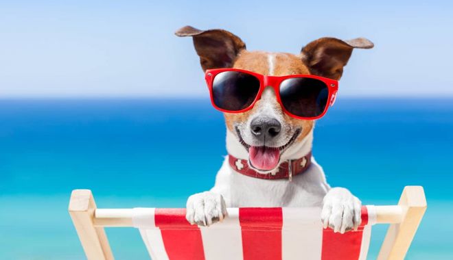 Vreți să mergeți cu câinii pe plajă? Mare atenție, amenzile pot ajunge până la 10.000 de lei! - fondcaini2-1645212068.jpg