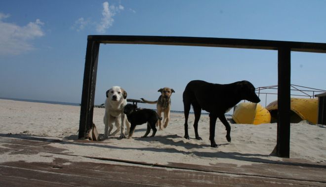 Haite de câini, „de pază” pe plaja Mamaia. „Pun în pericol viaţa trecătorilor!” - fondcaini7-1612292614.jpg