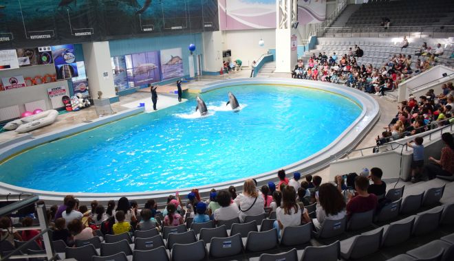 Investiții la Delfinariu, Planetariu și Acvariu. Delfinii, hrăniți cu capelin din Franța! - fonddelfinariu37-1572642687.jpg