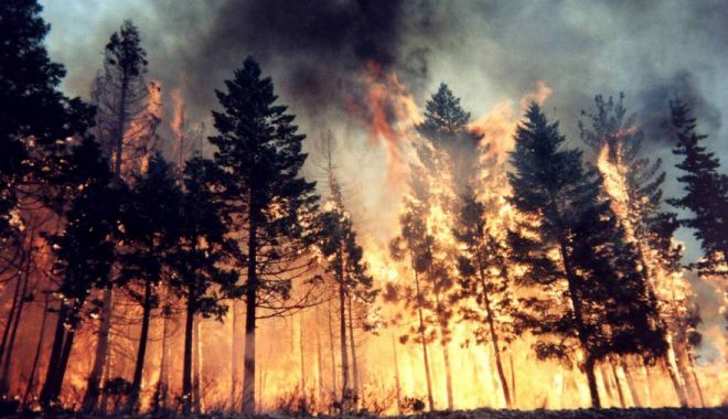 Incendiile distrug acum de două ori mai multă pădure la nivel mondial decât la începutul secolului - fondincendii-1660830196.jpg