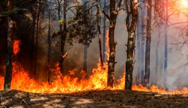 Incendiul masiv din Atena a forțat mii de oameni să fugă din case - fondincendiuatenaa-1628188013.jpg