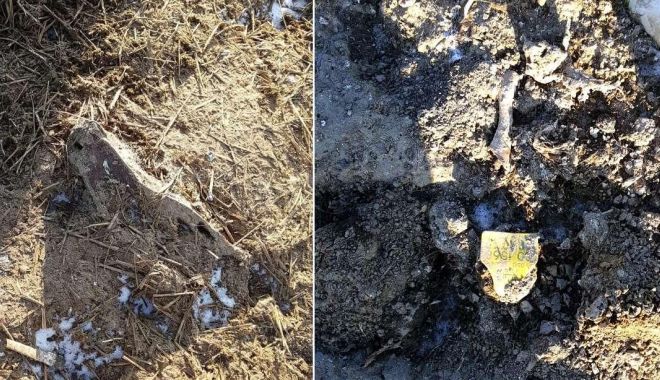 Dezastru ecologic la Dunăre: mii de oi moarte în Portul Midia, îngropate în spatele crematoriului din Tulcea! - fondovineingropate2-1611256451.jpg