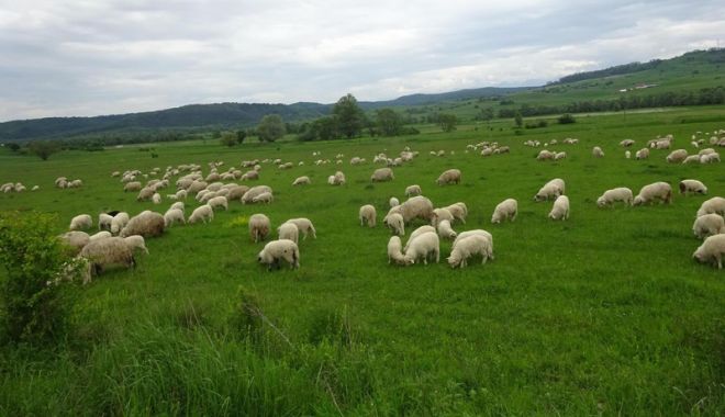 Oile și caprele din Dobrogea, amenințate  de pesta micilor rumegătoare - fondpesta-1537198175.jpg