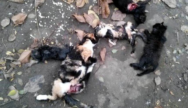 Masacru în Constanța: pisici spintecate și cu organele scoase! - fondpisicimoarte3-1382717601.jpg