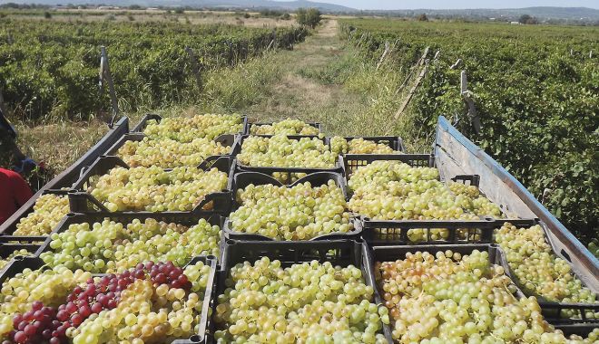 Producătorii de vin pot solicita ajutor de stat. Până când se depun cereri la APIA - fondproducatoriidevin2-1607275832.jpg