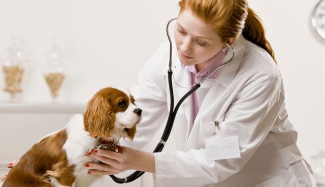 Restricții aberante privind înființarea firmelor de contabilitate și a cabinetelor medicale veterinare - fondrestrictiiaberante-1630249463.jpg