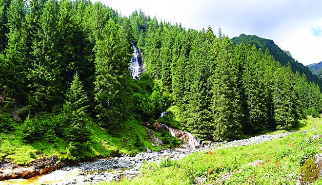 Fondul forestier național a crescut nesemnificativ - fondulforestiercrestere-1496656928.jpg