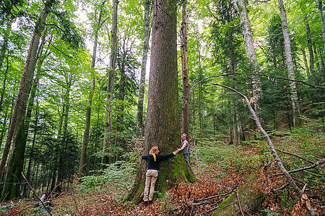 Fondul forestier național a crescut cu 0,1% - fondulforestiernationalacrescut-1527778888.jpg