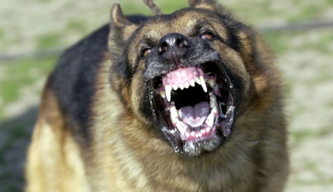 CINE îi apără pe constănțeni de ANIMALELE UCIGAȘE? Ce face POLIȚIA ANIMALELOR - fondzeadinarmatranchilizant2-1384449644.jpg