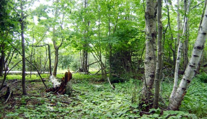 Joacă de-a hoții și vardiștii în pădurile Constanței - forest-1319466189.jpg