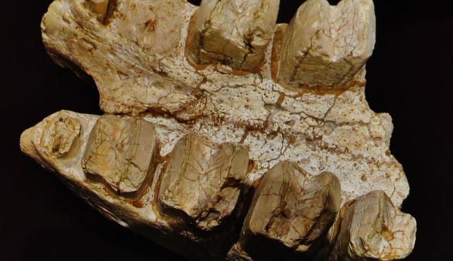Fosile ale unui exemplar de leneș gigantic, descoperite în Guiana Franceză - fosila-1635256803.jpg