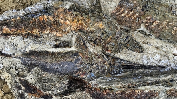 Pești fosilizați din ziua în care un asteroid a lovit Pământul acum 66 de milioane de ani, descoperiți în Dakota de Nord - fosilecretacic96039000-1554032776.jpg