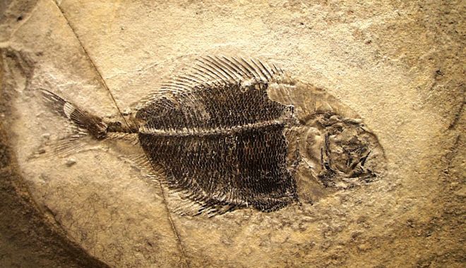 Fosila unei insecte care a trăit în urmă cu 310 milioane de ani a fost descoperită în Franța - fossilfishfurmuseum-1625770318.jpg
