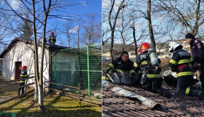Incendiu la Grădina Zoologică; arde acoperişul pavilionului unde sunt adăpostite maimuţele