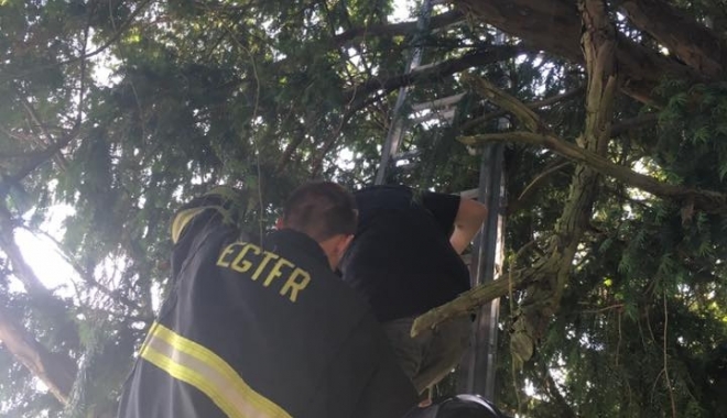 Femeie blocată într-un copac, când încerca să prindă un Pokemon - foto3afemeieblocatc483c3aentrunc-1469082636.jpg