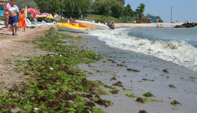 Tone de alge, pe plajele românești. 