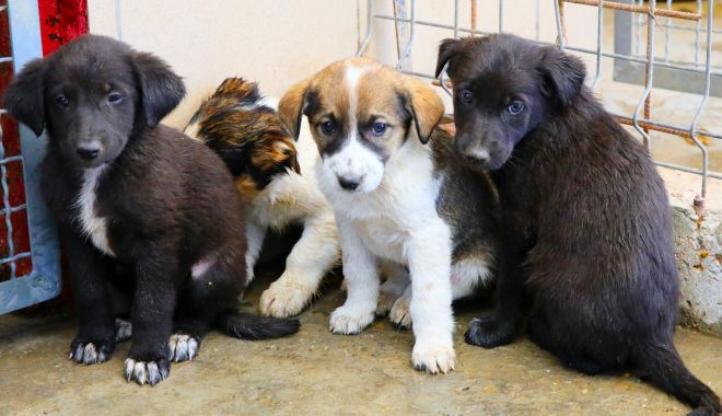 Cadou cu suflet, pentru cei dragi! 200 de cățeluși așteaptă să fie adoptați - fotofondcadoucusuflet-1592580301.jpg