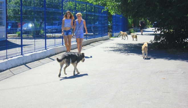 Când va scăpa Constanța de câinii maidanezi? - fotofondcaini-1474042098.jpg