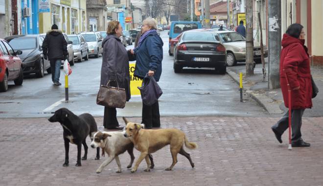 Mii de câini maidanezi eutanasiați la Constanța. Iubitorii de animale 