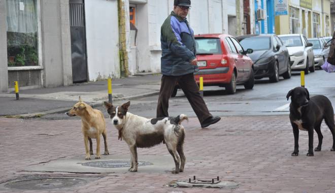 Mii de câini maidanezi eutanasiați la Constanța. Iubitorii de animale 