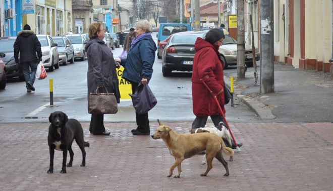 Constănțenii, în colții maidanezilor.  Bărbat aproape sfâșiat de o haită,  în Parcul Tăbăcărie - fotofondcaini4-1544459280.jpg