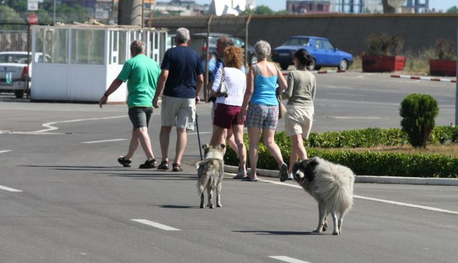 Turiștii, în colții maidanezilor din stațiuni! 