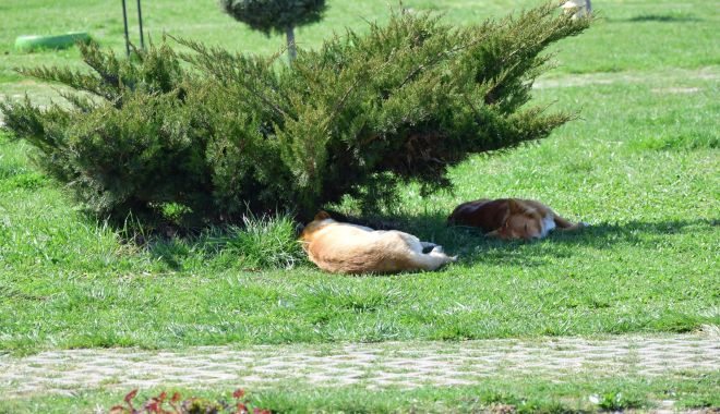 Constănțenii, în colții maidanezilor, chiar și în parc! 