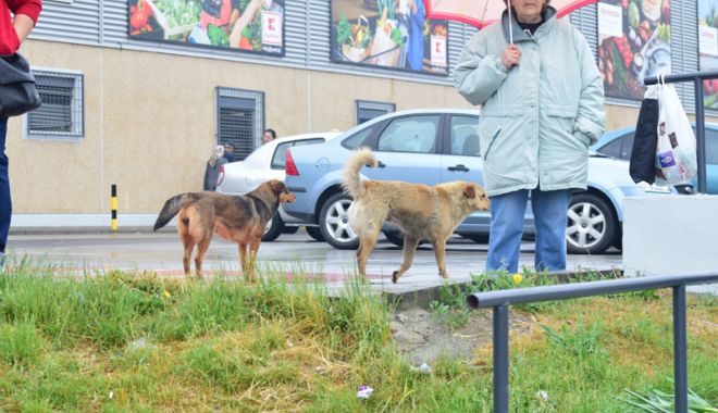 Câinii maidanezi fac legea în Constanța. Noul ecarisaj, doar pe hârtie; adăpostul - ferecat! - fotofondecarisaj2-1540130207.jpg
