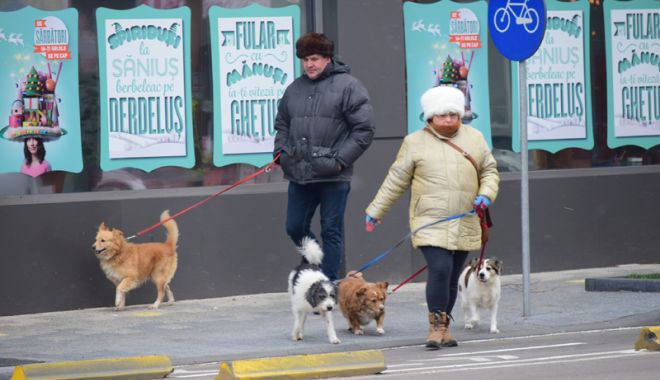 Câinii maidanezi fac legea în Constanța. Noul ecarisaj, doar pe hârtie; adăpostul - ferecat! - fotofondecarisaj6-1540130243.jpg