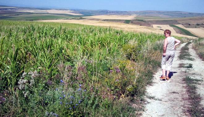 Jale pe ogoare! Secetă severă în Dobrogea - fotofondjalepeogoare-1438277933.jpg