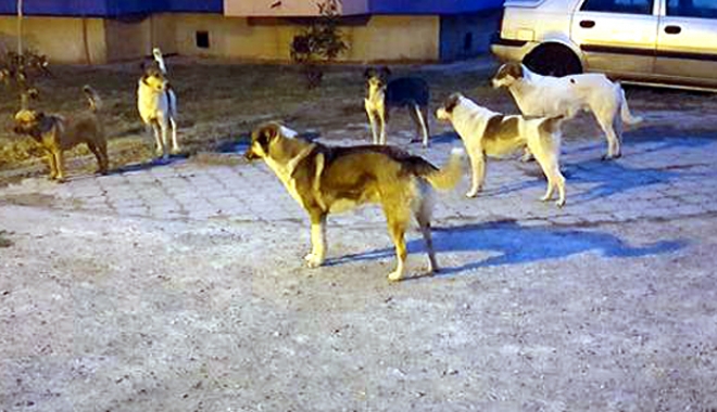 Maidanezii revin în forță, în Constanța. Haite de câini au pus stăpânire pe oraș - fotofondmaidanezi1-1487696091.jpg